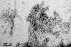 Novus Biologicals&nbsp;Recombinant Human gamma-Synuclein Active, Pre-formed Fibrils, (Type 1) Protein